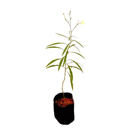 Lakpura® Heen Aniththa Plant