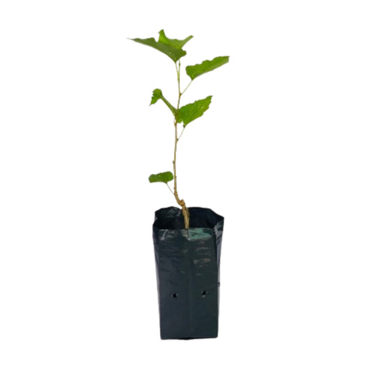 Lakpura Thai Mulberry Layered Plant
