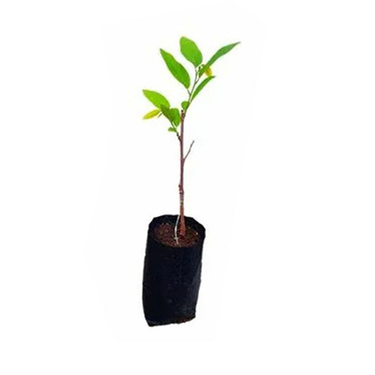 Lakpura Red Custard Apple (Red Seeni Anodha) Fruit Plant