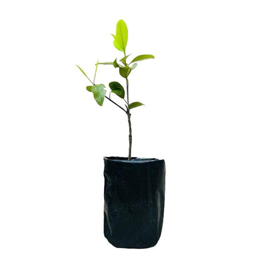 Garcinia | Goraka () Meyve Bitkisi