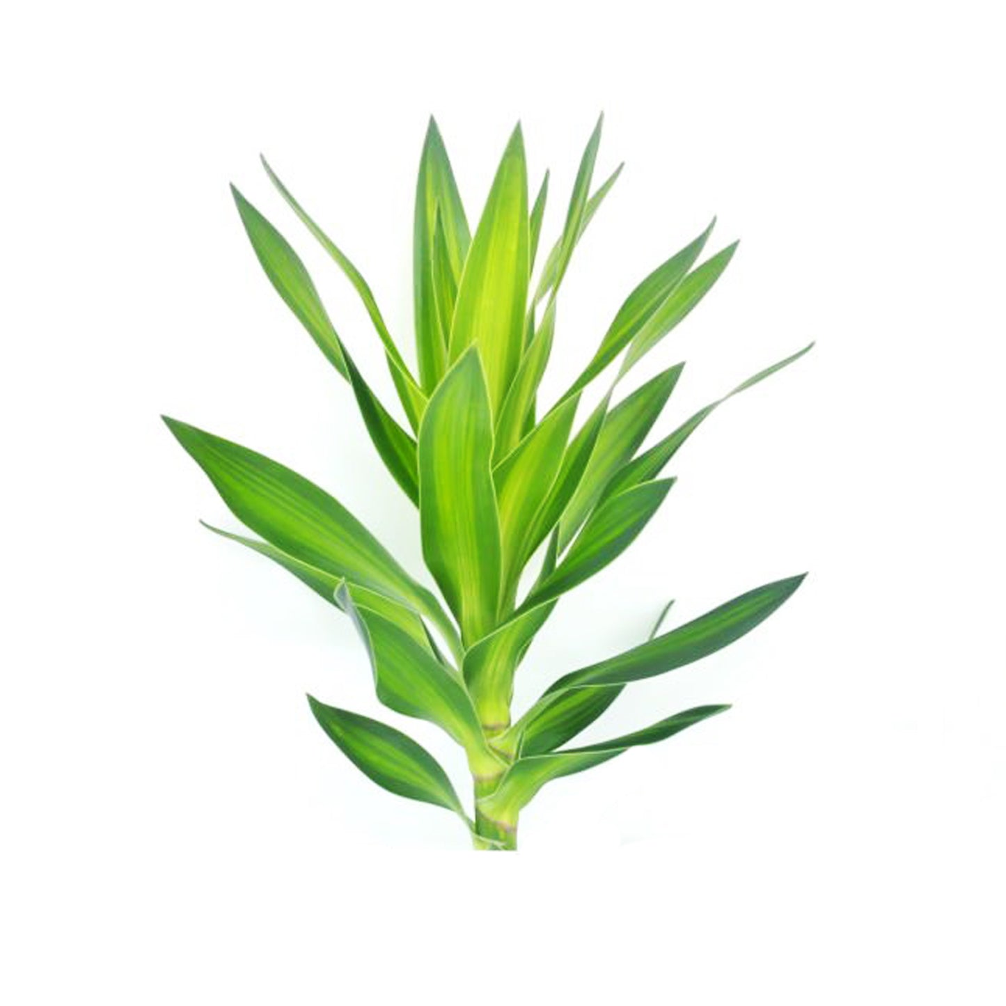 Lakpura Dracaena Reflexa 'Yeşil' (50 Yaprak) Orta