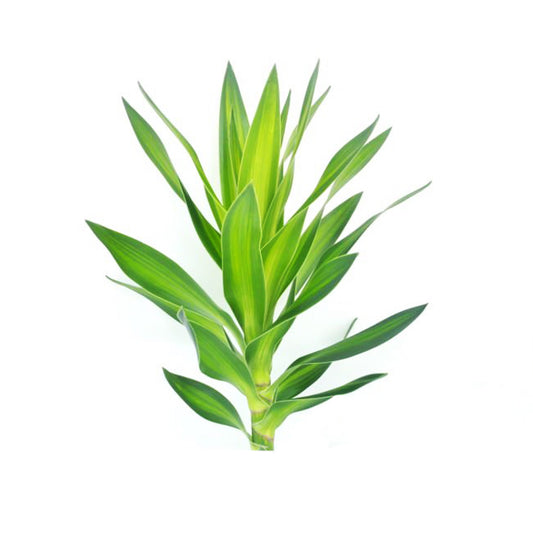 Lakpura Dracaena Reflexa 'Yeşil' (50 Yaprak) Orta
