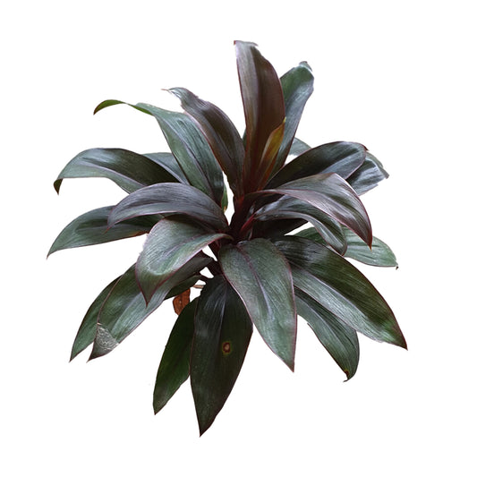 Lakpura® Dracaena Mor Compacta Yaprakları - Orta