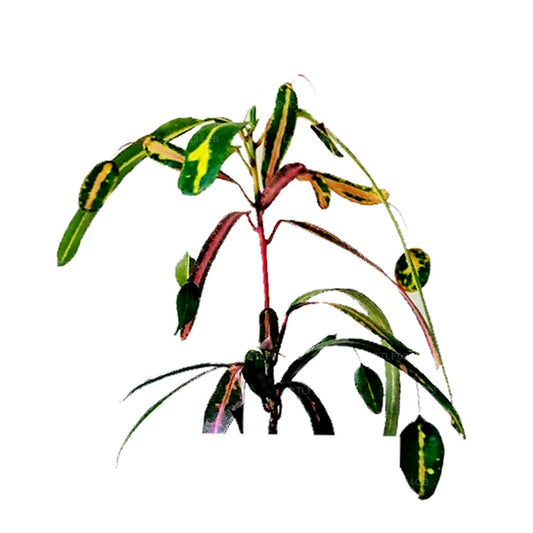 Lakpura Victoria Altın Çan Croton (50 Yaprak)