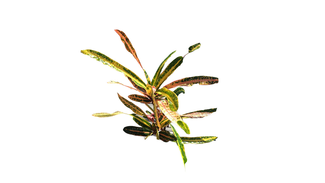 Lakpura Victoria Altın Çan Croton (50 Yaprak)