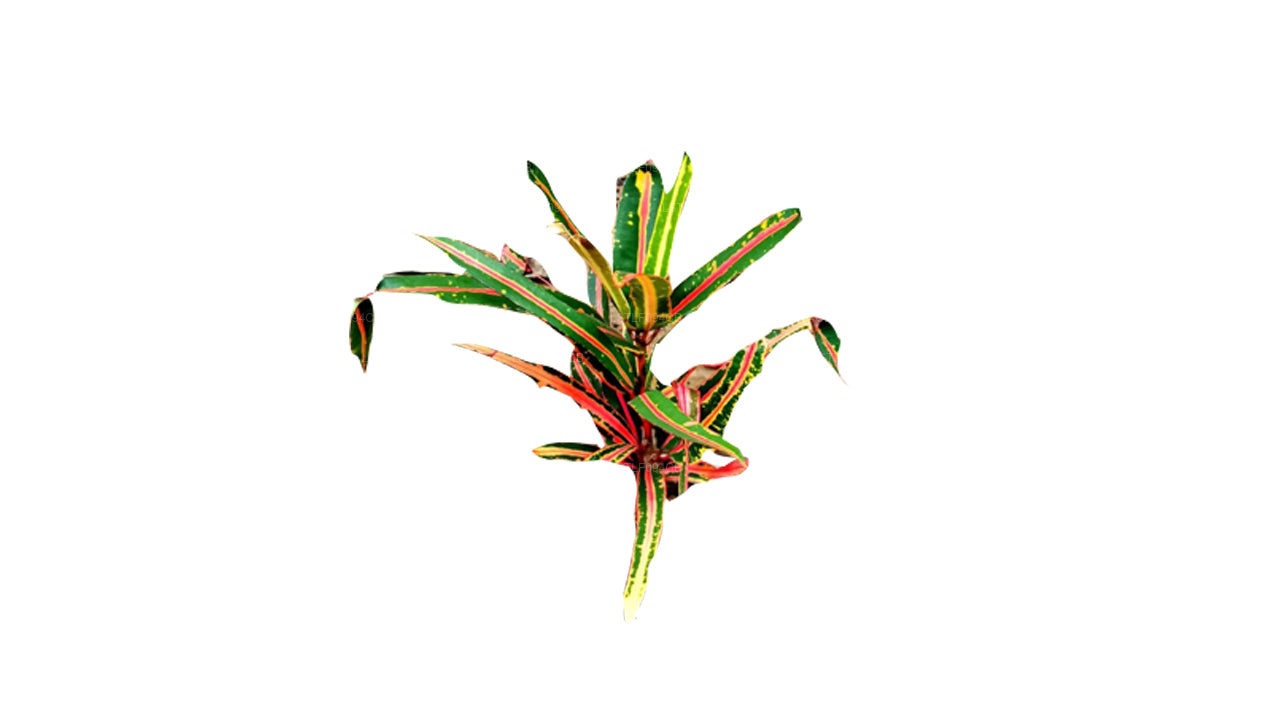 Lakpura Victoria Altın Çan Croton (50 Yaprak)