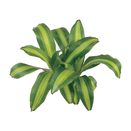 Lakpura Dracaena Massangeana (20 Yaprak) Orta