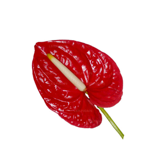 Lakpura Anthurium (20 Çiçek)