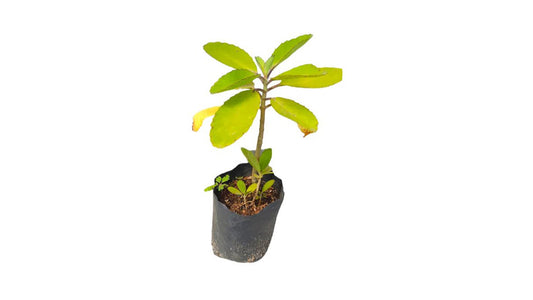 Lakpura Akkapana Plant