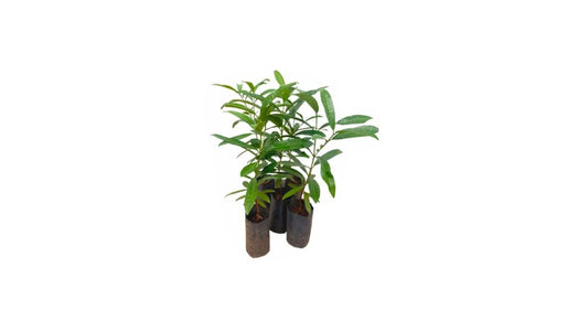 Lakpura Allspice Plant