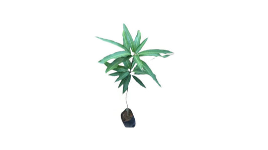 Lakpura Alponsu Mango Grafted Plant