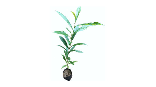 Lakpura Blue Olives (Nil Weralu) Plant