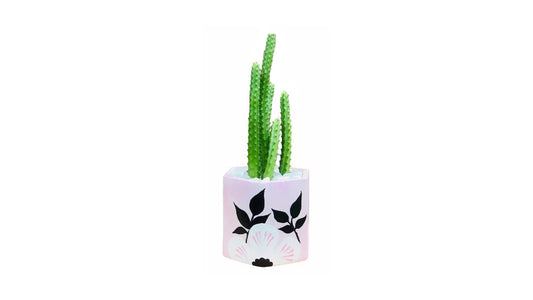 Lakpura Cactus Plant