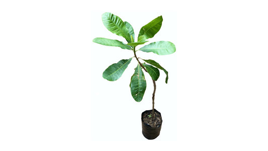 Lakpura Cashew Plant Grafted Plant