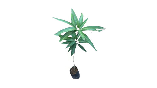 Lakpura Dampara Mango Grafted Plant