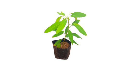 Lakpura Dancing Plant (Pranajeewa)