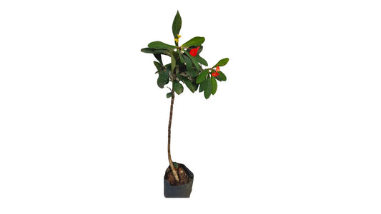 Lakpura Euphorbia Plant