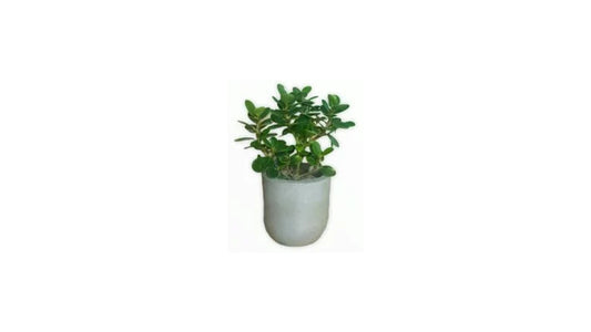 Lakpura Ficus Bonsai Plant