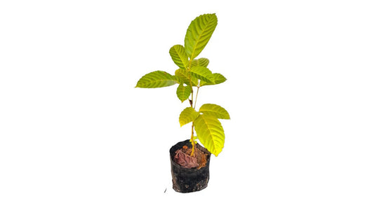 Lakpura Gurulla Plant