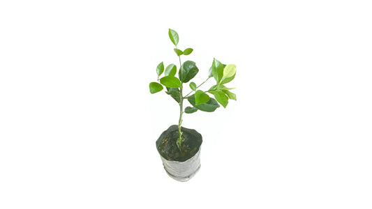 Lakpura Heen Naran Grafted Plant