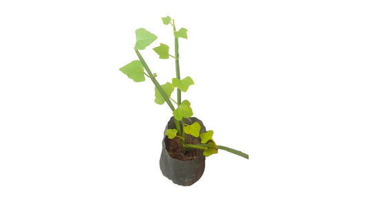 Lakpura Heerassapalu Plant