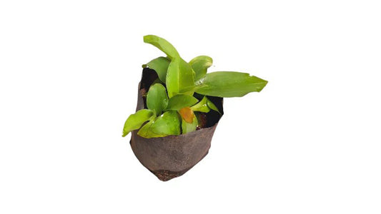 Lakpura Inguru Piyali (Kaempferia galanga) Plant