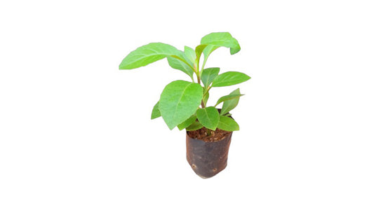 Lakpura Insulin Plant (Cheena Niwithi) Plant