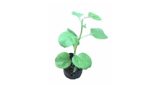 Lakpura Iriweriya Plant