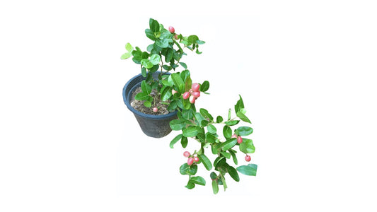 Lakpura Jamson Layered Plant