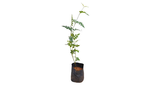 Lakpura Jasmine Plant