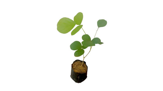 Lakpura Kaala Layered Plants