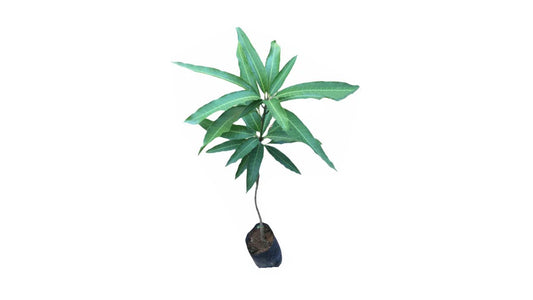 Lakpura Karthakolomban Mango Plant