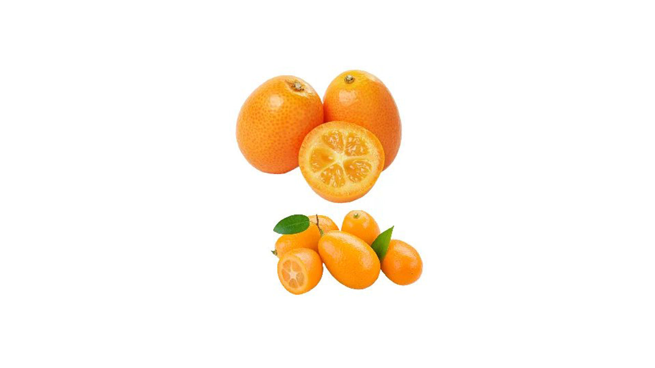 Lakpura Kumquat Grafted Plant