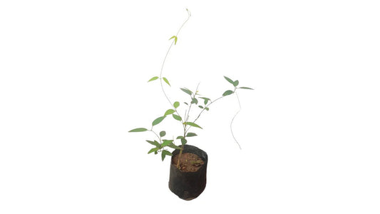 Lakpura Kurinchyan Plant