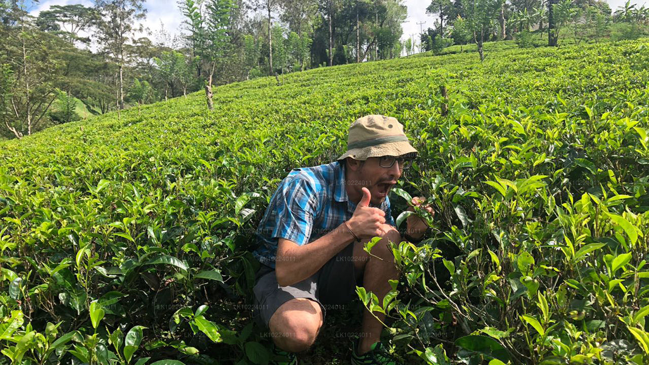 Negombo'dan Nuwara Eliya (2 Gün)