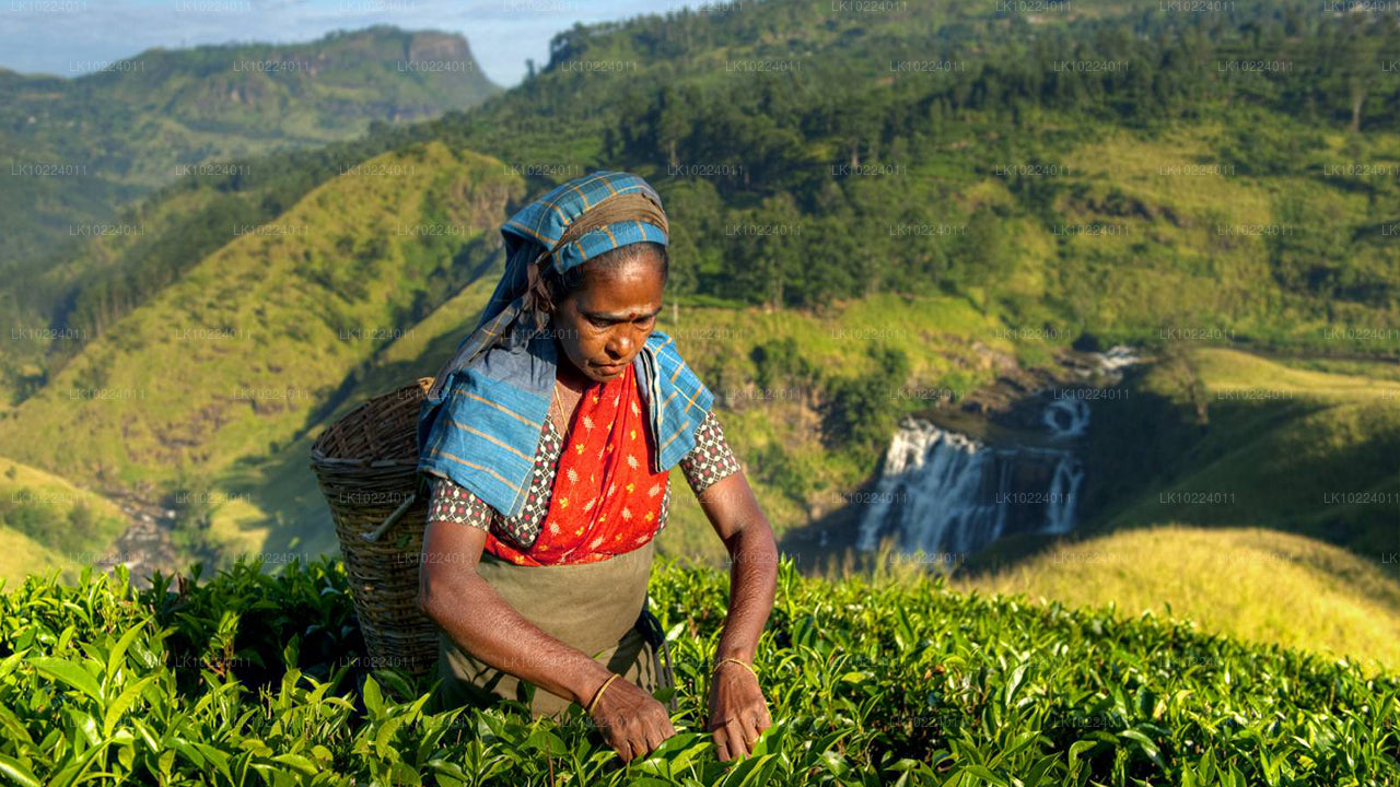 Negombo'dan Nuwara Eliya (2 Gün)