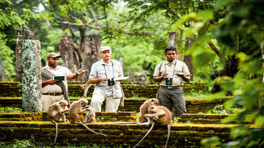 Polonnaruwa'dan Maymun Krallığı'nı keşfedin