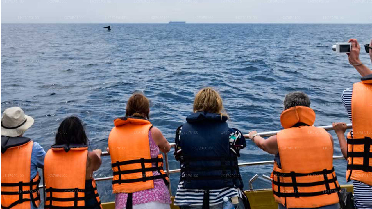 Whale Watching from Hiriketiya on Shared Boat