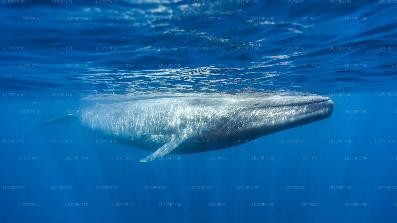 Whale Watching from Hiriketiya on Shared Boat
