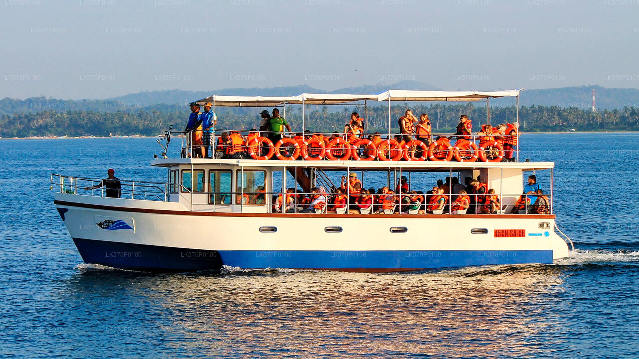 Whale Watching from Hiriketiya on Shared Boat