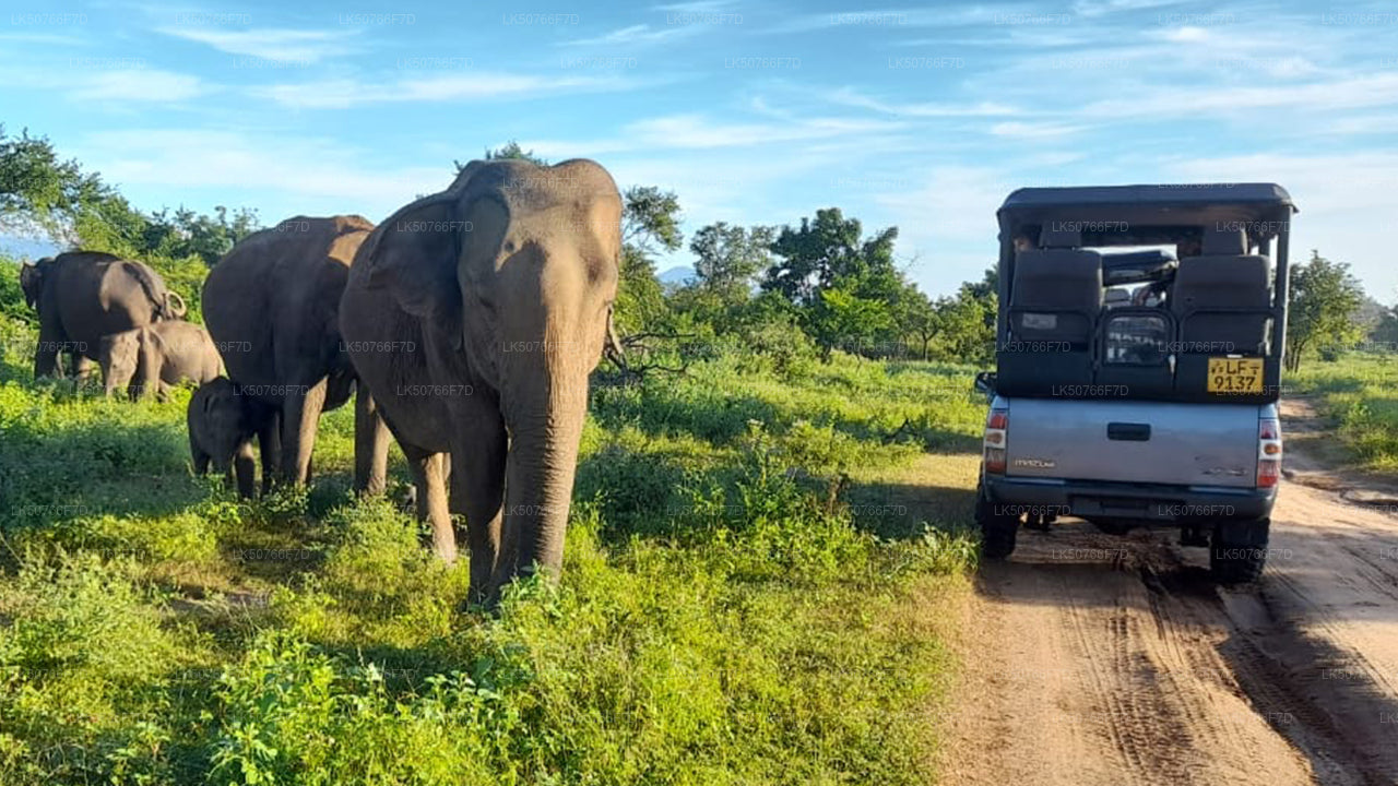 Udawalawe Milli Parkı Naturalist ile Özel Safari