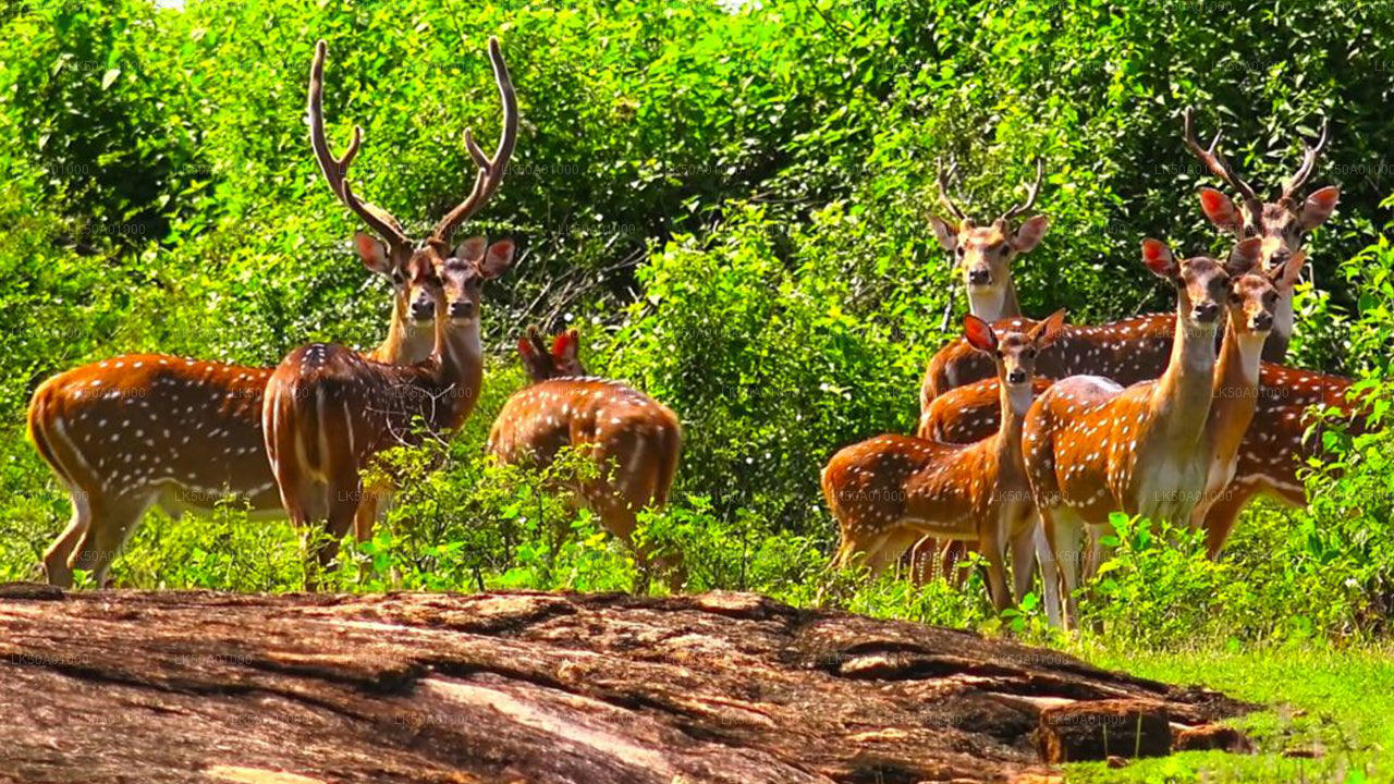Udawalawe Milli Parkı Özel Safari