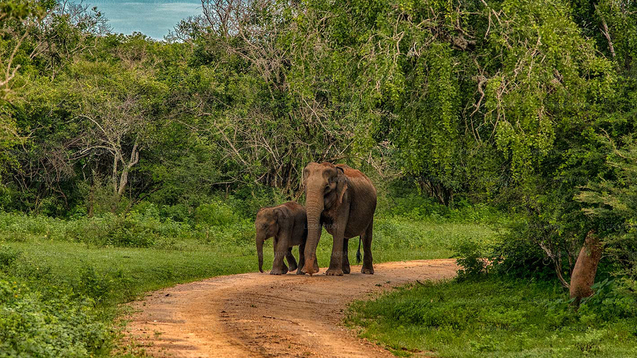 Udawalawe Milli Parkı Özel Safari