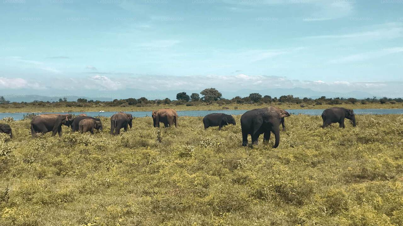 Udawalawe Milli Parkı Naturalist ile Özel Safari