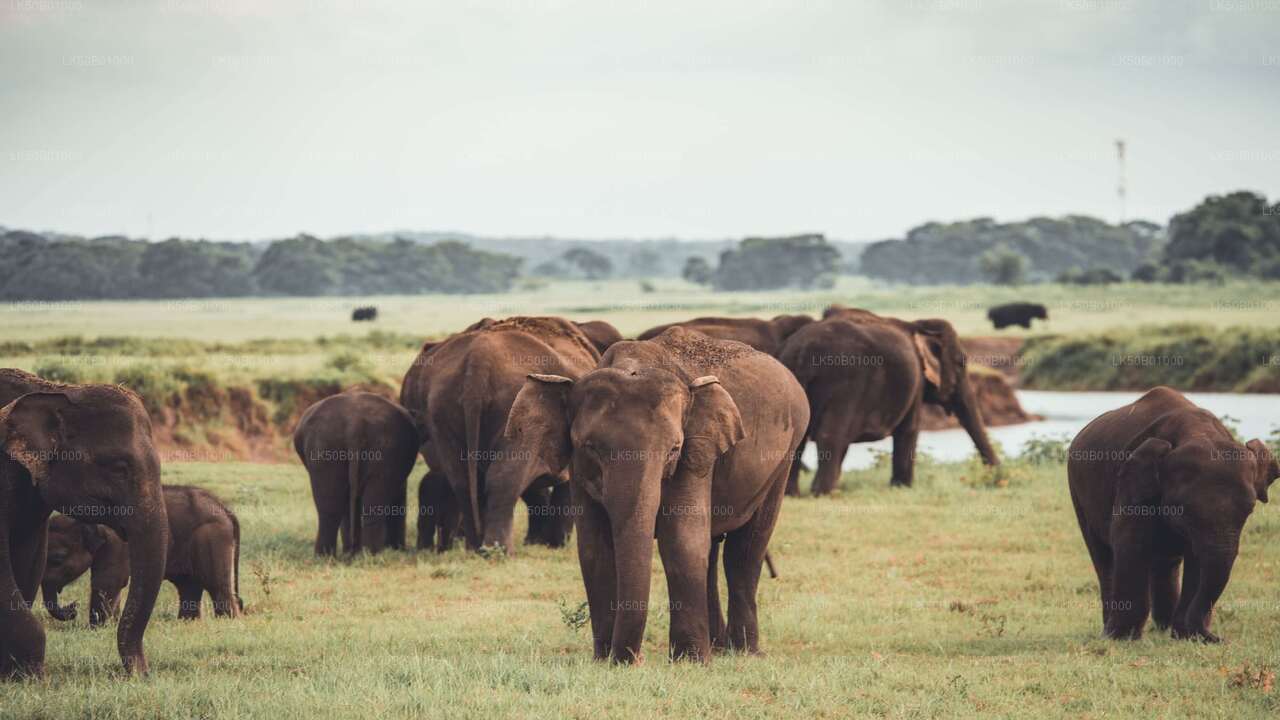 Minneriya Milli Parkı Özel Safari