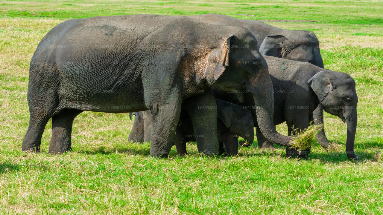 Sigiriya'dan Minneriya Milli Parkı Özel Safari