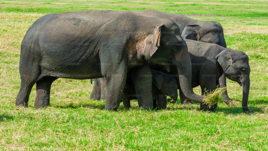 Minneriya"dan Özel Safari Toplayan Büyük Fil