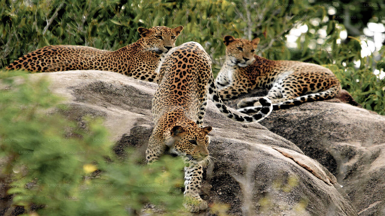 Yala Milli Parkı Özel Safari