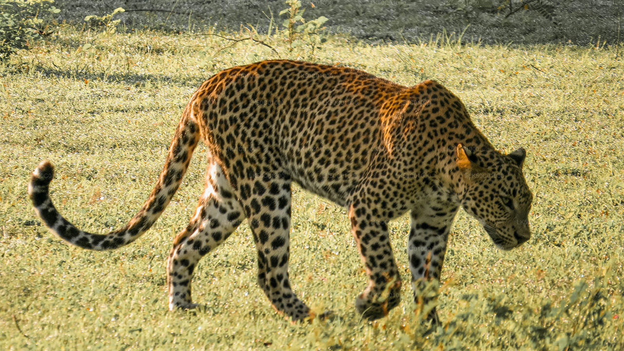 Yala Milli Parkı Özel Safari