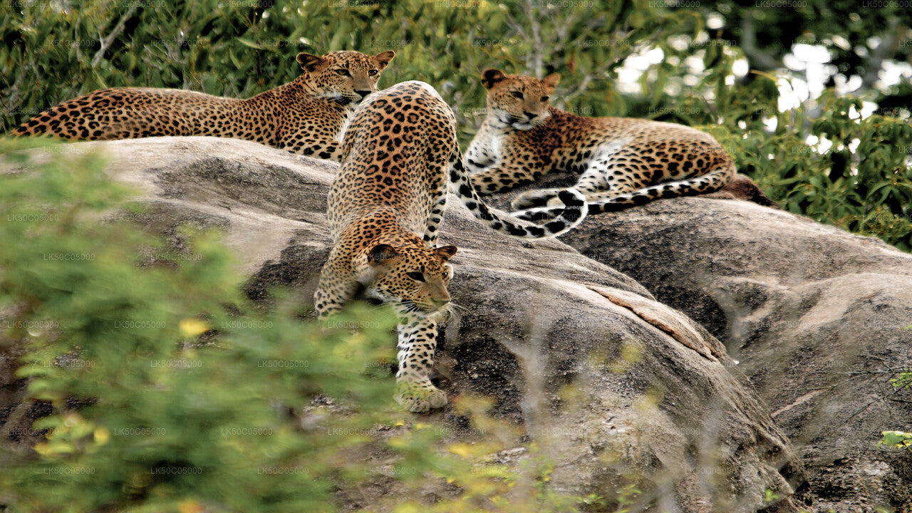 Tissamaharama'dan Yala Milli Parkı Safari